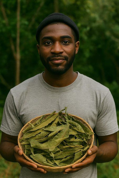 Feuille de Mangue en vrac