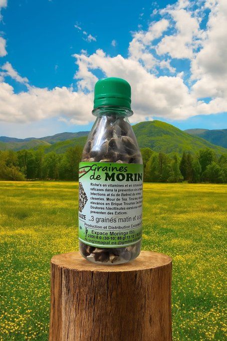 Graine de Moringa