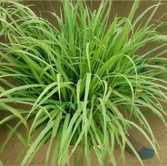 Feuille de citronnelle séchée en vrac