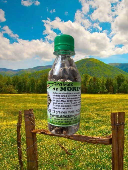 Graine de Moringa